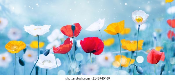 Hermoso y colorido borde floral panorámico de amapolas multicolores en el primer plano de la naturaleza sobre fondo azul pálido con enfoque selectivo suave. Luz aireada imagen artística naturaleza.