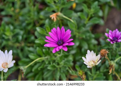Osteospermum ecklonis または Dimorphotheca ecklonis またはケープ マーガレットの花