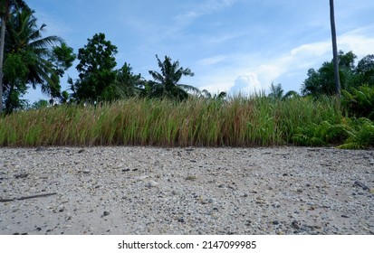 Imperata cylindrica, commonly known as cogongrass  or kunai grass, species of perennial rhizomatous grass
