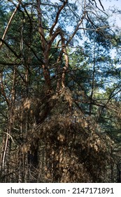 Una rama rota de un pino por un fuerte viento. Un huracán en el bosque en primavera y verano. elemento natural