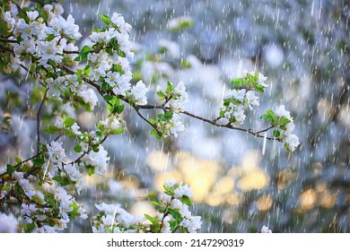Frühlingsregen im blühenden Garten, Konzept Frische Natur Wetter saisonalen Hintergrund