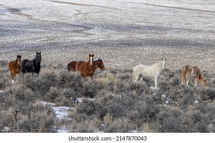 Ngựa hoang vào mùa đông gần Challis Idaho
