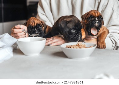 Una mujer joven sostiene a tres cachorros en sus brazos frente a la mesa durante el desayuno y les da leche con una cuchara, tratando a los perros como personas.