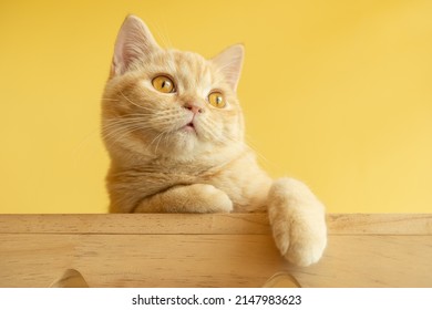 schattige oranje Munchkin-kat die rondkijkt met gele achtergrond, concept van huisdieren, huisdieren. Close-up portret van een kat die zit rond te kijken