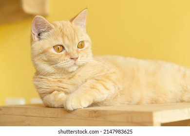 schattige oranje Munchkin-kat die rondkijkt met gele achtergrond, concept van huisdieren, huisdieren. Close-up portret van een kat die zit rond te kijken