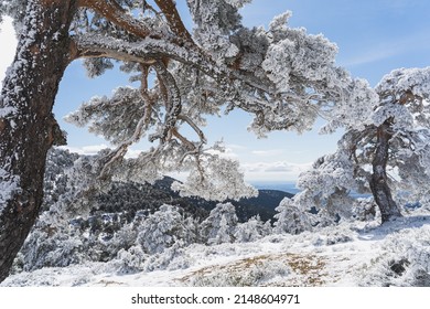 Hermoso paisaje con árboles cubiertos de nieve en las montañas de Guadarrama en Madrid.