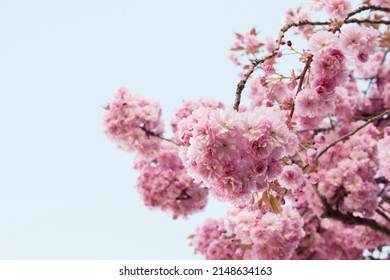 Blossom Branch 4K wallpaper download