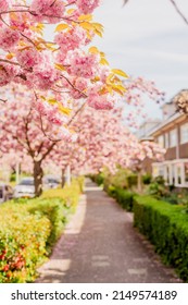 Sakura blossoms on the street in the suburbs.
Street, houses, road next to flowering trees.