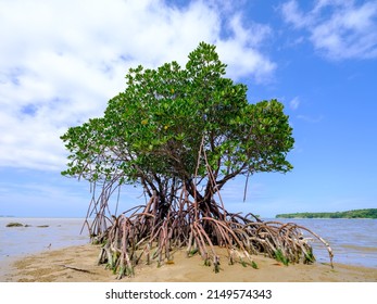 Loop-root mangrove in iriomote island 