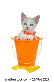 Gatito siamés de mezcla con un collar naranja que sobresale de un cubo de playa de plástico naranja con una pala amarilla. aislado en blanco