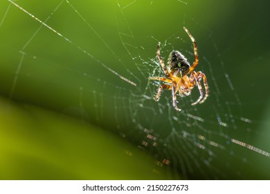 緑の背景にクモの巣にクモ。森の背景を持つクモの巣にクルセイダー クモ。