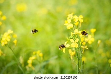 Hommel verzamelt nectar in natuurlijke habitat buitenshuis, close-up. Mooie natuur zomers tafereel. Schilderachtig posterbehang met hommel op gele raapbloem.
