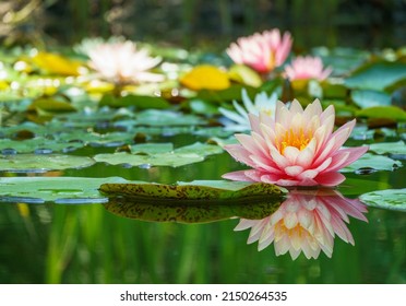 Big amazing bright pink water lily, lotus flower Perry's Orange Sunset in the garden pond. Close-up of Nymphaea with water drops reflected in water. Flower landscape for nature wallpaper