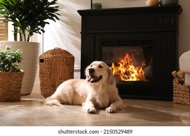 Anjing Golden Retriever yang menggemaskan di lantai dekat perapian listrik di dalam ruangan