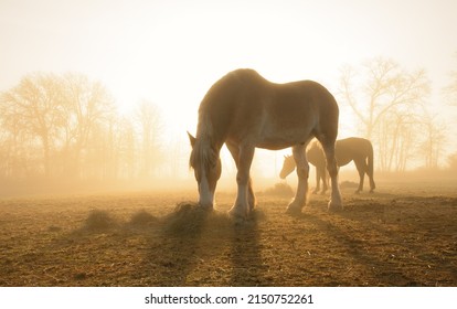 Belgisch trekpaard dat hooi eet in de wei, verlicht door de opkomende zon die door zware mist schijnt, in het vroege voorjaar