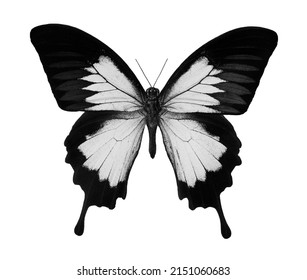 Zwart-wit tropische vlinder geïsoleerd op wit. Vlinder Ulysses.