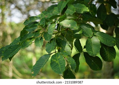 Hevea brasiliensis (Juga disebut pohon karet Para, pohon sharinga, seringueira, pohon karet, tanaman karet, para) di lapangan. Tanaman ini menghasilkan lateks