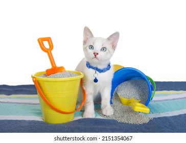 Gatito siamés de mezcla con un collar azul con campana, de pie sobre una toalla de playa a rayas azules junto a cubos amarillos y azules con arena para gatos y palas, una pequeña pelota de playa detrás. Aislado.