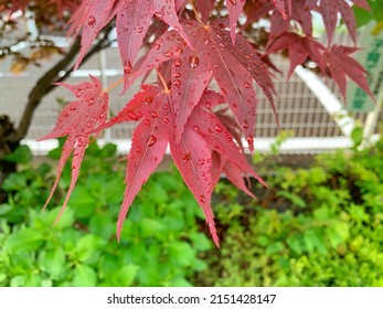 Roodbruine esdoornbladeren met regendruppels voor achtergrondideeën