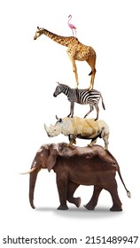 Muchos animales africanos uno encima del otro como el elefante piramidal, el rinoceronte, la jirafa, el león cebra chetah y otros juntos aislados en blanco