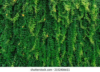 Groene wijnstok eco muur. Groene kruipende plant met natte bladeren die na regen op de muur klimmen. Groene bladeren textuur achtergrond. Groene bladeren van klimop met regendruppels. Duurzaam bouwen. Dicht bij de natuur.