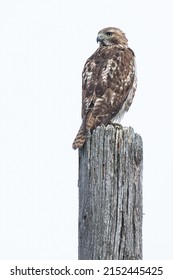 Mladistvý jestřáb rudoocasý sedí na vrcholu užitkové tyče a ohlíží se přes rameno. Hovorově známý jako Chickenhawk. Taylor Creek Park, Toronto, Ontario, Kanada.