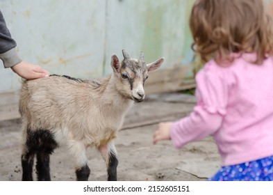 Een klein meisje ontmoet een schattige kleine geit