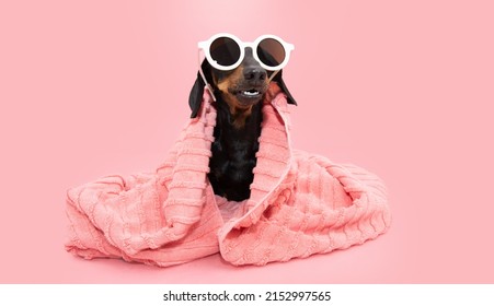Baño de verano para perros. Cachorro Dachshund envuelto con una toalla de coral y con gafas de sol y expresión divertida. aislado sobre fondo rosa