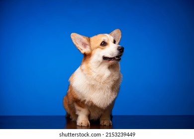 Un feliz perro Welsh Corgi Pembroke está aislado contra un colorido fondo azul. El perro sonríe y mira hacia otro lado esperando una golosina. El concepto de emociones caninas. Espacio publicitario.