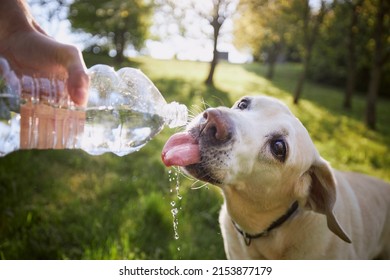 ペットボトルから水を飲む犬。ペットの飼い主は、暑い晴れた日にラブラドール レトリバーの世話をします。