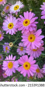 Argyranthemum frutescens, bekannt als Pariser Gänseblümchen, Marguerite oder Marguerite Daisy, eine mehrjährige Pflanze, die für ihre Blumen bekannt ist