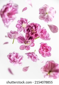 Schöne fliegende rosa purpurrote Blume und Blumenblätter am weißen Hintergrund. Blumenschwebekonzept. Vorderansicht.