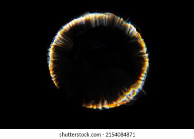 黒の抽象的な自然な太陽フレア