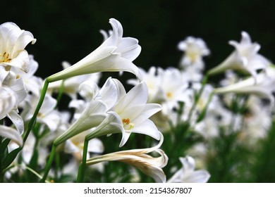 Blühende Langblumenlilie (Osterlilie, weiße Trompetenlilie) Blumen mit schwarzem Hintergrund, Nahaufnahme von weißen Lilienblumen, die im Garten blühen