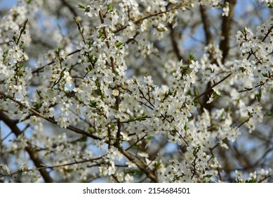 hermosas flores de ciruelo blanco en un día soleado en primavera