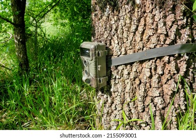Camouflaged trail, or wildlife camera strapped to an oak tree for taking films or pictures of wildlife
