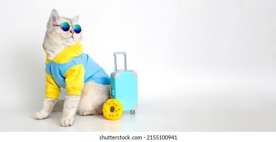 Grappige kat in een blauw sweatshirt en zonnebril, zit met een koffer op een witte achtergrond