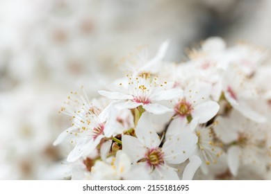White cherry plum blossoms with selective focus on the foreground flowers on a soft airy background, macro