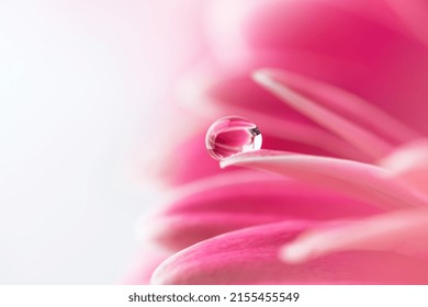 水滴とピンクの花びらをクローズ アップ。ガーベラの花の花びらの露のマクロ写真。