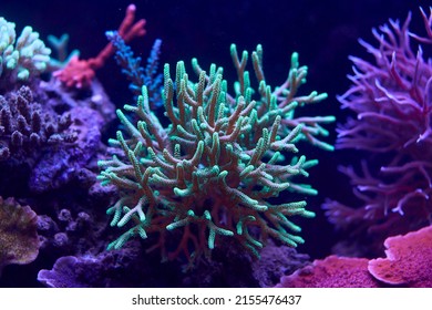 corais marinhos coloridos e animais marinhos acropora Millepora