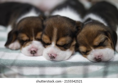 3 driekleurige Beagle-puppy's die op de lichtblauwe en witte handdoek slapen.