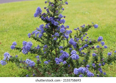 深い青色の紫色の花と卵形の葉を持つ、カリフォルニア ライラックまたはソープ ブッシュとしても知られるセアノサス ダーク スター低木