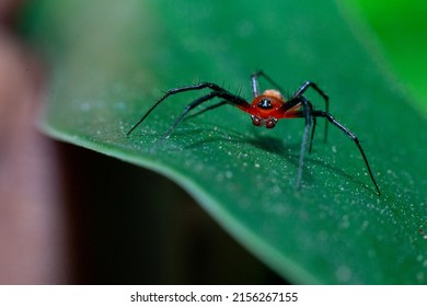 Thiania Bhamoensis Jumping Spider であるクモのこのマクロ写真。クモのクローズ アップ写真。