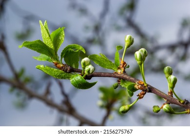 Floral background with white flowers and green leaves. Plum blossoms in the spring garden. Wild plums tree blossom blooming. Macro, close-up.Selective focus.