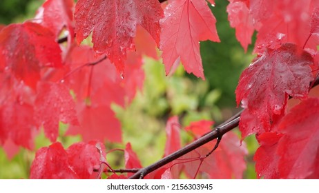 Regendruppels op rode herfst esdoorn bladeren. Waterdruppels, nat herfstblad in bos of bos. September, oktober of november weer. Blad in vochtig park. Seizoensgebonden gebladerte op groene achtergrond.
