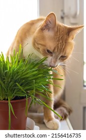 猫は緑の草を食べます 猫にとって緑のジューシーな草、発芽したオーツ麦は猫にとって便利です
