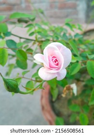 Una rosa habla de amor en silencio en un lenguaje conocido solo por el corazón..