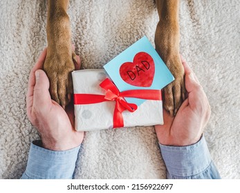 Hundepfoten, männliche Hände und Geschenkbox. Nahaufnahme, drinnen. Glückwünsche für Familie, Lieben, Freunde und Kollegen. Haustierpflegekonzept