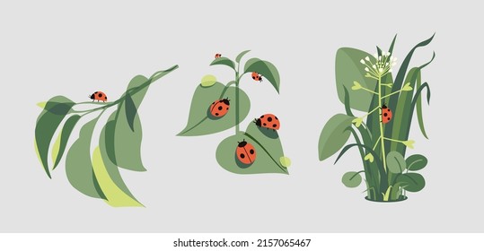 Ladybug Vector PNG vector in SVG, PDF, AI, CDR format