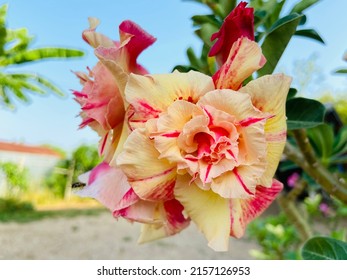 Schöne rosafarbene Impala-Lilie oder Impala-Lilie (Desert Rose, Sabi Star, Adenium Multiflorum Desert Rose) (Adenium Multiflorum) Blumen blühen und hell im tropischen Garten an einem sonnigen Tag.